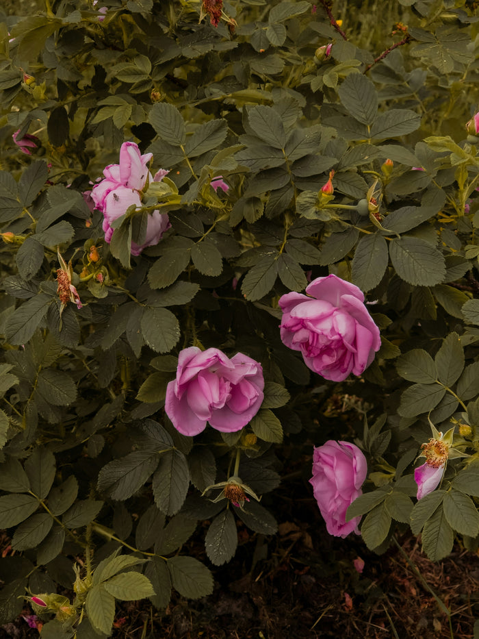 Gulkand rose preserve